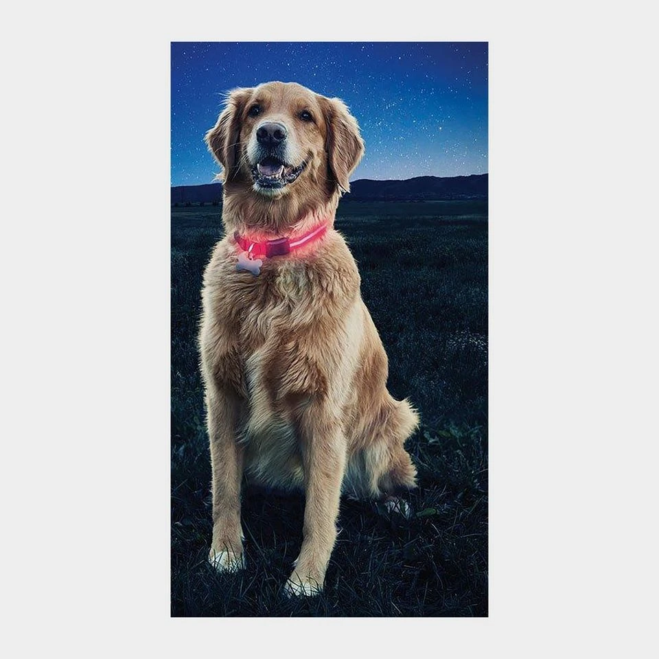 NiteIze Nite Dawg II LED Collar (Large) 2 NiteIze Nite Dawg II LED Collar (Large) - Image 2