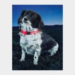 NiteIze Nite Dawg II LED Collar (Small) -Sevylor Shop go 319398 b
