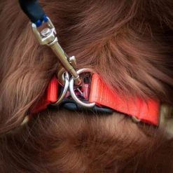 Ezy-Dog Double Up Dog Collar (Small) -Sevylor Shop go 321269 b