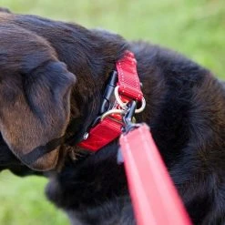 Ezy-Dog Double Up Dog Collar (Large) 6 Ezy-Dog Double Up Dog Collar (Large) -Sevylor Shop go 321275 c