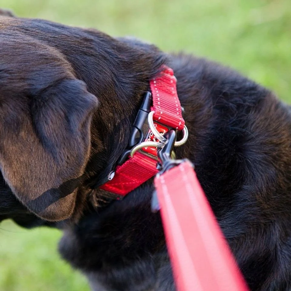 Ezy-Dog Double Up Dog Collar (Large) 3 Ezy-Dog Double Up Dog Collar (Large) - Image 3