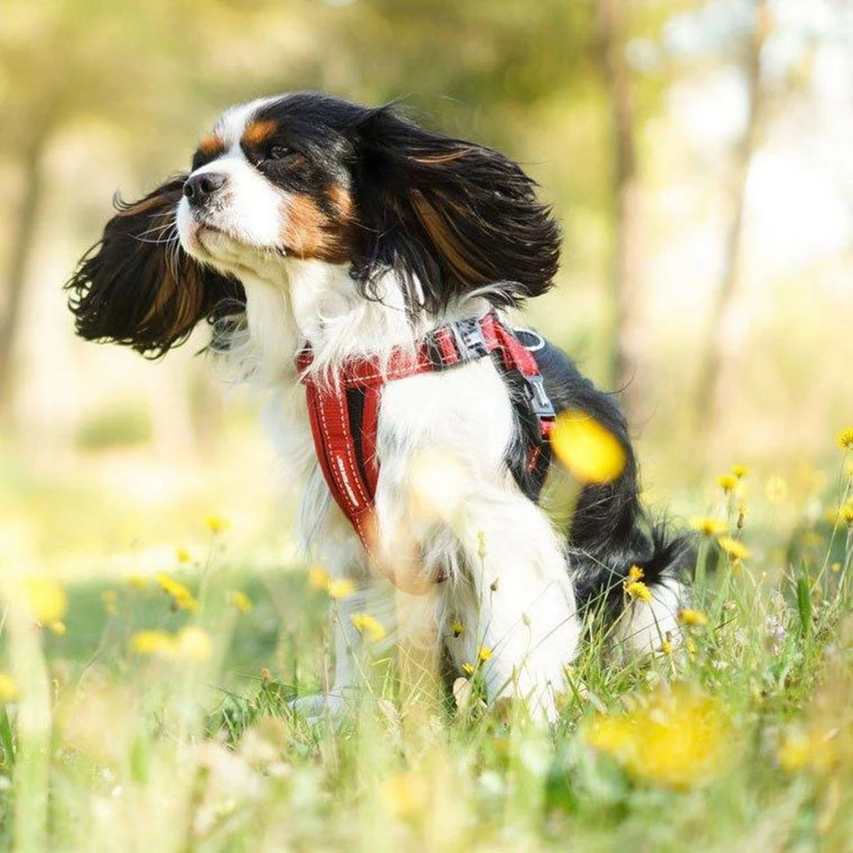 Ezy-Dog Chest Plate Dog Harness (Medium) 2 Ezy-Dog Chest Plate Dog Harness (Medium) - Image 2