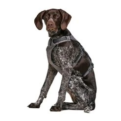 Ruffwear Flagline Dog Harness -Sevylor Shop go 376056 z