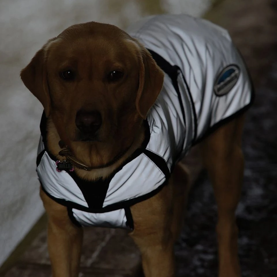 Weatherbeeta Comfitec Reflective Dog Coat Medium 9 Weatherbeeta Comfitec Reflective Dog Coat Medium - Image 9