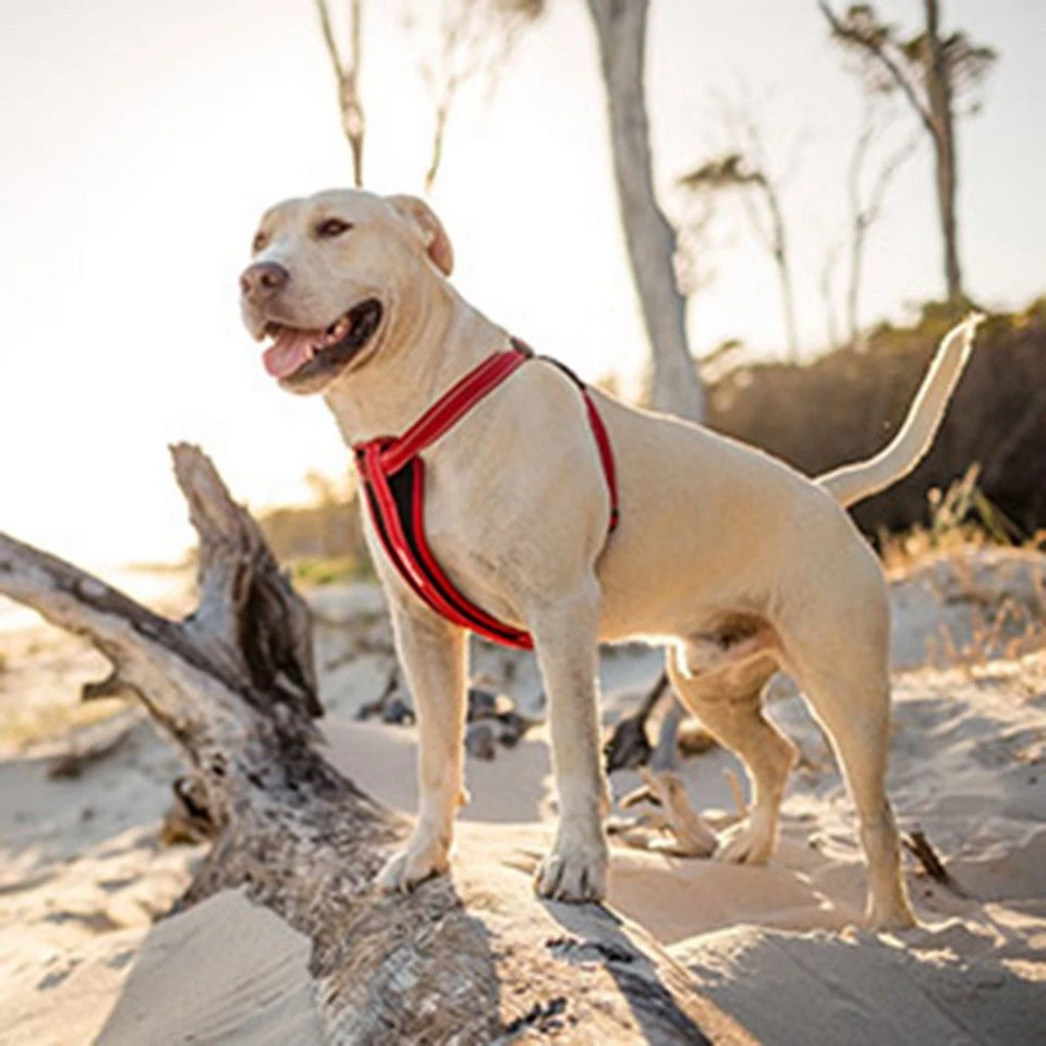Ezy-Dog Chest Plate Dog Harness (XL) 2 Ezy-Dog Chest Plate Dog Harness (XL) - Image 2