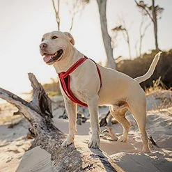 Ezy-Dog Chest Plate Dog Harness Red Small -Sevylor Shop go 520790 b