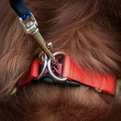 Ezy-Dog Double Up Dog Collar (Small) -Sevylor Shop go 604688 b